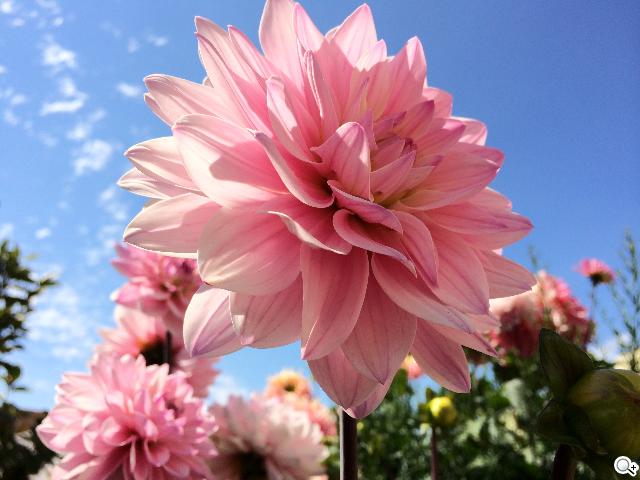 Apple釋出iPhone 5S相機實拍範例