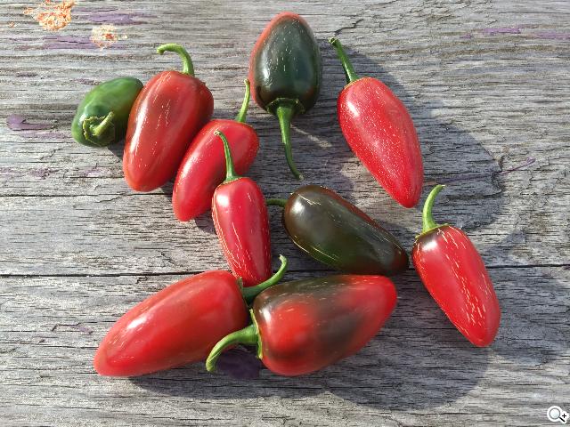 Apple釋出iPhone 5S相機實拍範例