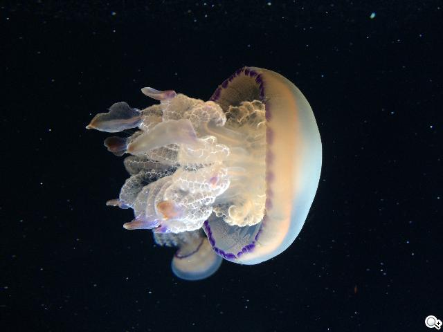 Apple釋出iPhone 5S相機實拍範例