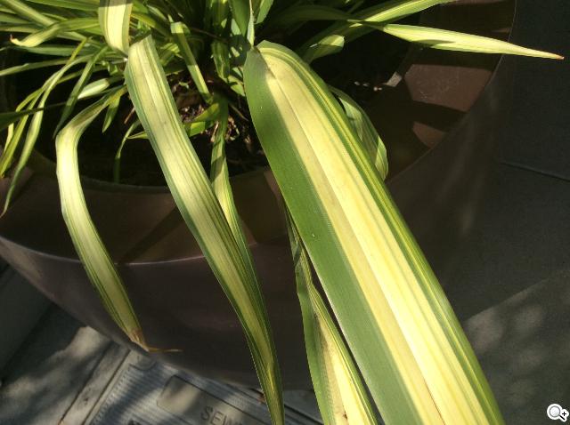 改頭換面輕裝上陣 iPad Air平板全面實測