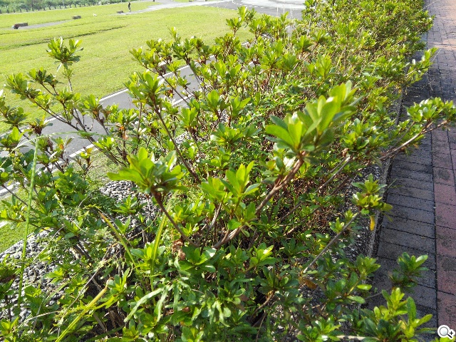 超低價四核雙卡機襲台！紅米手機WCDMA版實測