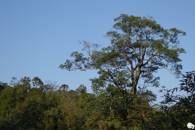 索尼QX100相機 20.2MP外掛手機 化身專業攝手