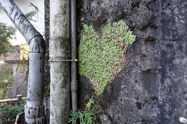 索尼QX100相機 20.2MP外掛手機 化身專業攝手