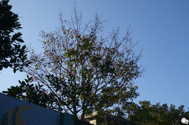 索尼QX100相機 20.2MP外掛手機 化身專業攝手