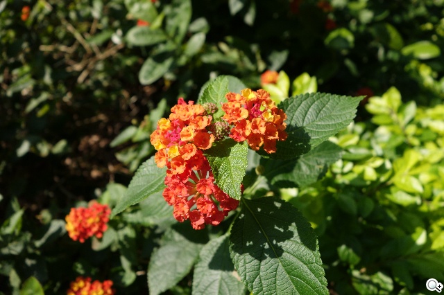 索尼QX100相機 20.2MP外掛手機 化身專業攝手