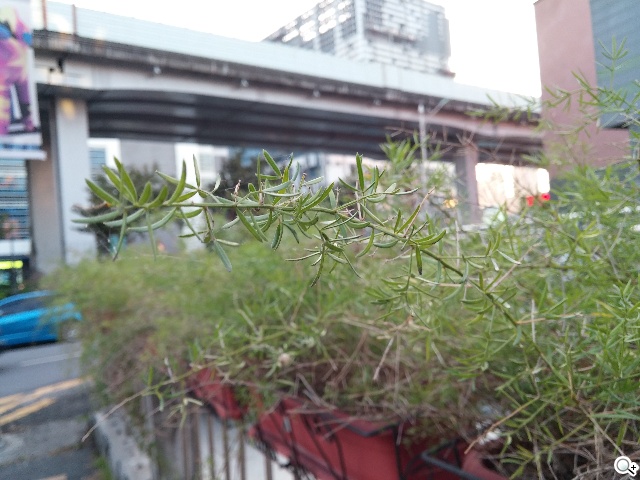 6吋可彎曲自動修復手機 LG G Flex動手玩