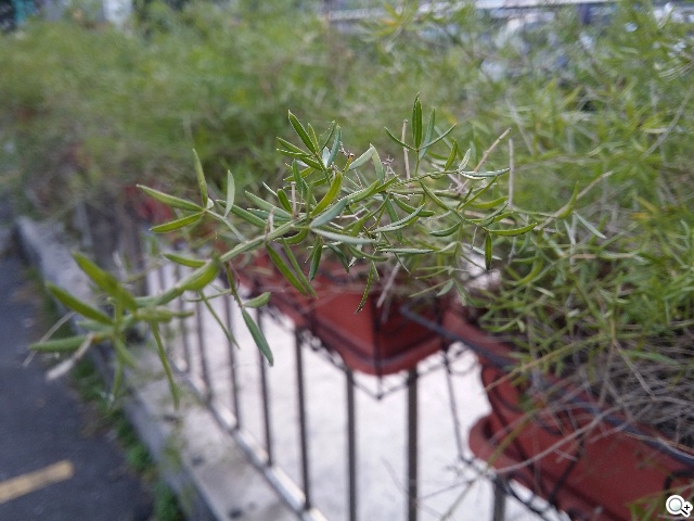 全球首款彎曲手機 三星GALAXY Round動手玩