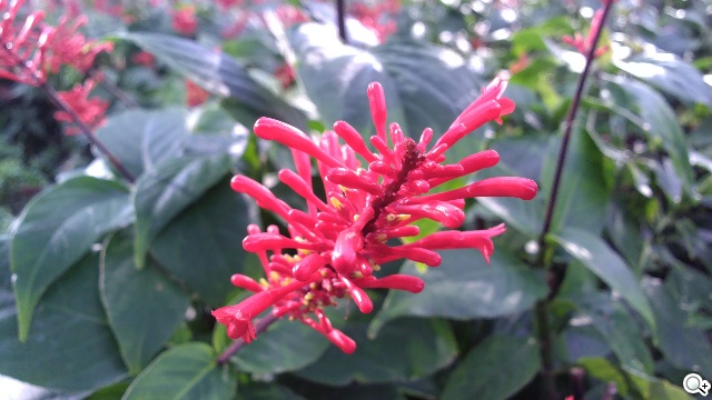 平價享受One體驗 HTC Desire 700 dual sim