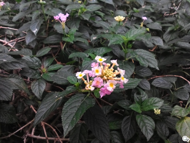 三段變身！有腳的平板Lenovo Yoga Tablet 10