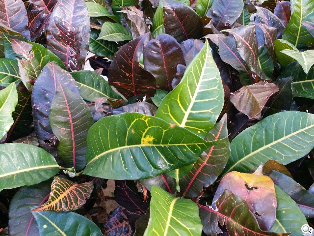 日韓混血才貌雙修 三星GALAXY J實測