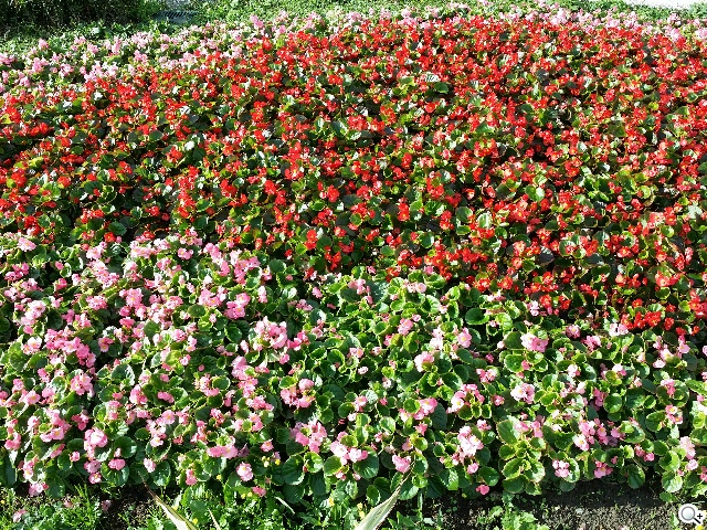 日韓混血才貌雙修 三星GALAXY J實測