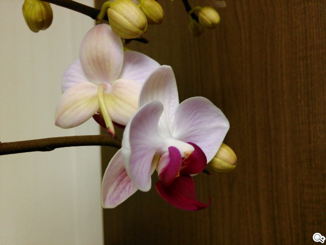 Acer Liquid S2六吋旗艦機、​支援4K錄影 1萬8有找