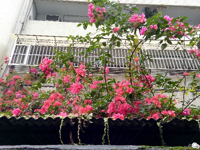 千萬畫素輕薄時尚 BenQ F3平價四核機