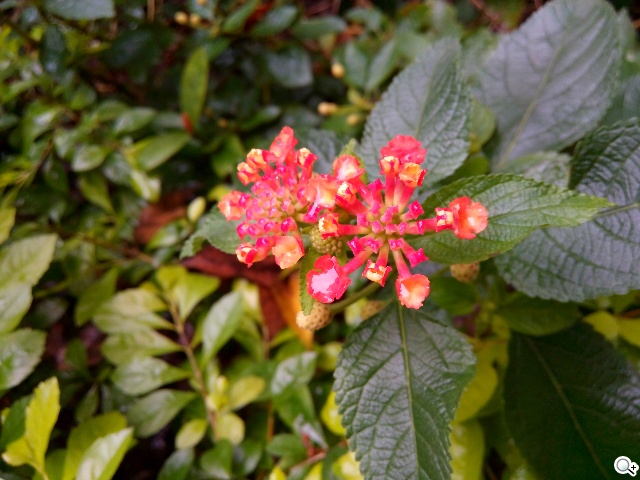 千萬畫素輕薄時尚 BenQ F3平價四核機