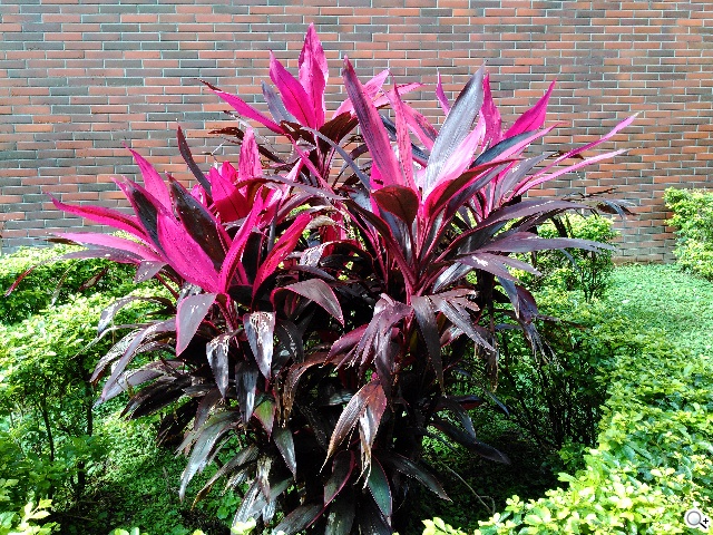 ASUS PadFone mini 4.3 雙卡機一秒變身7吋平板