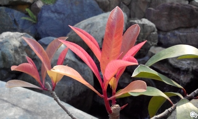 簡約、四核、5千有找 TWM Amazing A6S實測