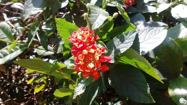 5吋雙卡國民享樂機 GSmart Alto A2實測