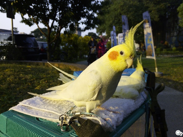 13MP雙鏡頭！真八核手機THL美猴王2實測