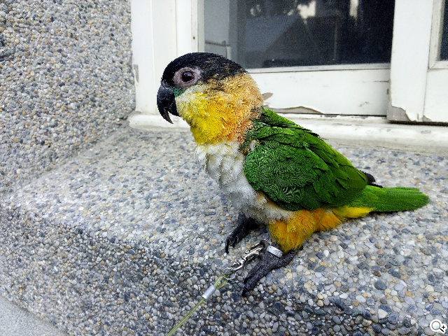 13MP雙鏡頭！真八核手機THL美猴王2實測