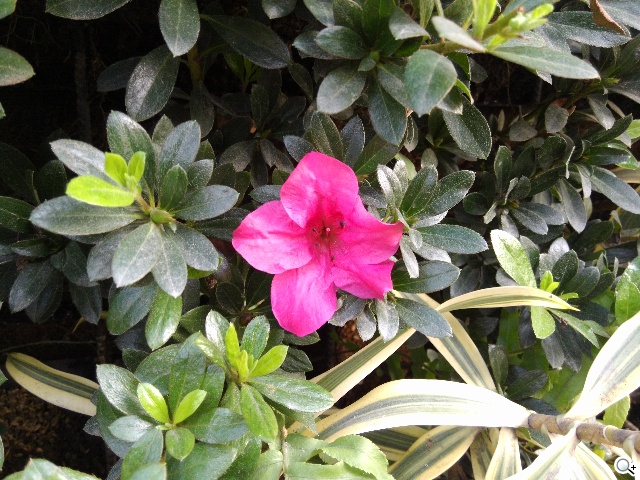 CP值破表的國產平價旗艦 InFocus IN815玩色機