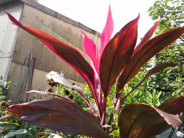 CP值破表的國產平價旗艦 InFocus IN815玩色機