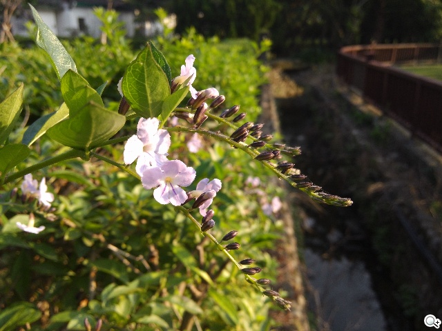 CP值破表的國產平價旗艦 InFocus IN815玩色機
