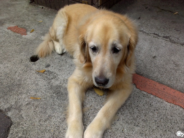 英倫風格 平價輕智慧 HTC Desire 501