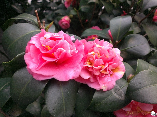 英倫風格 平價輕智慧 HTC Desire 501