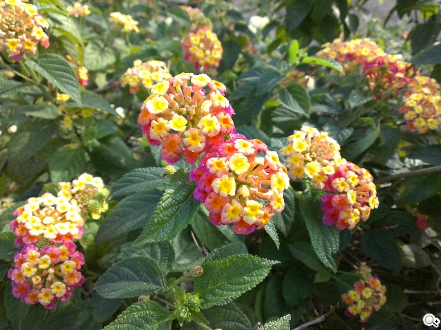 英倫風格 平價輕智慧 HTC Desire 501