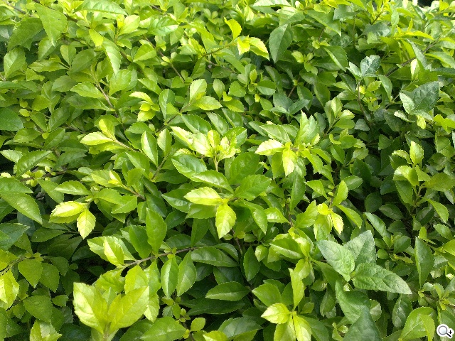 英倫風格 平價輕智慧 HTC Desire 501