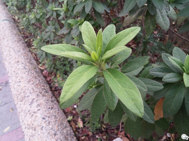 6吋可彎曲手機 LG G Flex功能大解析