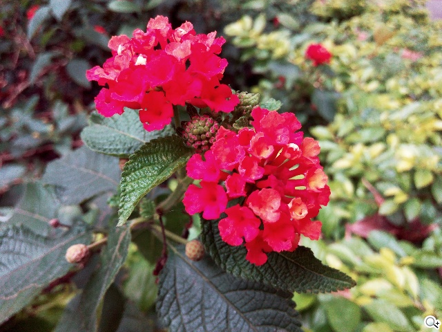 自拍神器!13MP旋轉鏡頭手機G-PLUS E7 mini速測 自拍神器!13MP旋轉鏡頭手機G-PLUS E7 mini速測