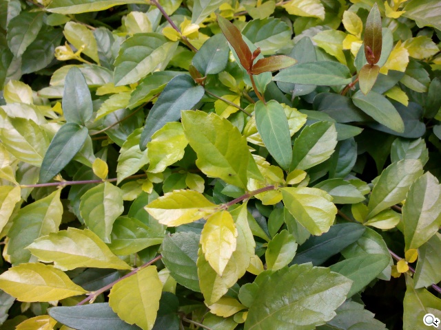 雙面觸控平價選擇 VOVO V11魔術機