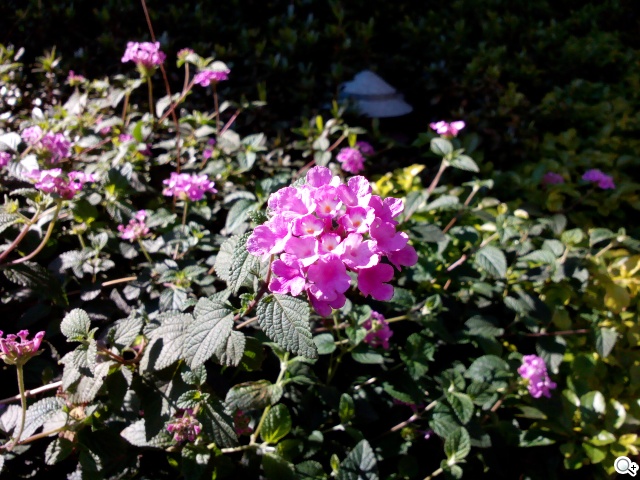 雙面觸控平價選擇 VOVO V11魔術機