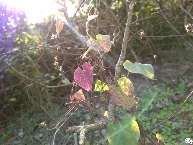 攝錄全體驗 G-PLUS E7內在功能