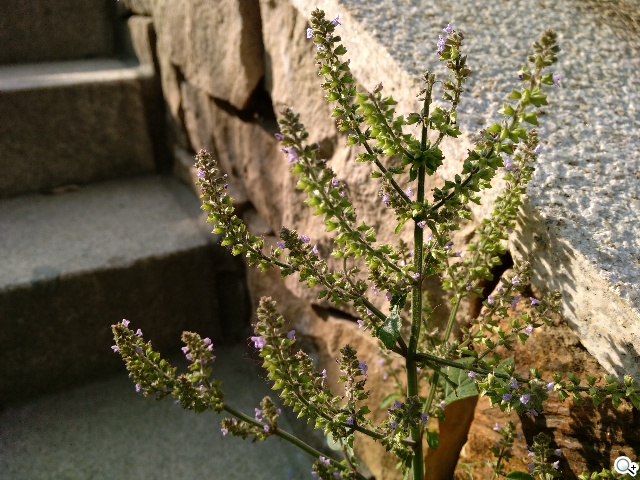 攝錄全體驗 G-PLUS E7內在功能