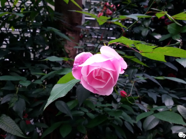 5.25吋平價中階雙卡機 三星GALAXY Grand 2