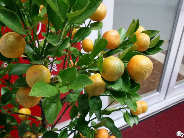 5.25吋平價中階雙卡機 三星GALAXY Grand 2