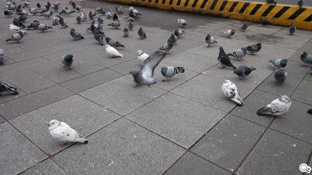 索尼Xperia Z1 Compact防水輕旗艦：G鏡頭攝錄功能