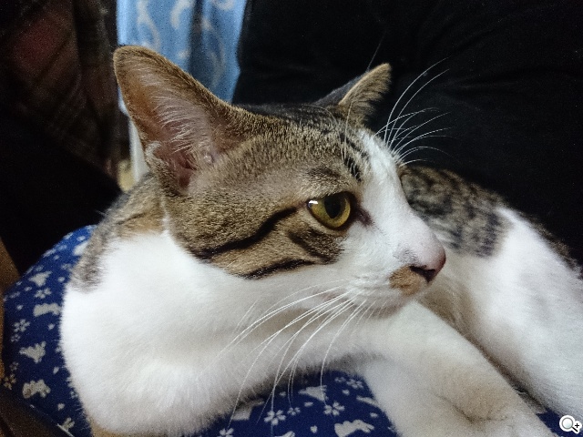 索尼Xperia Z1 Compact防水輕旗艦：G鏡頭攝錄功能