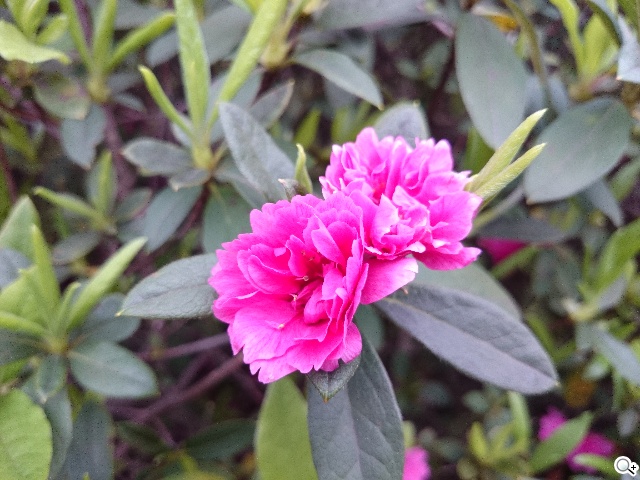 索尼Xperia Z1 Compact防水輕旗艦：G鏡頭攝錄功能