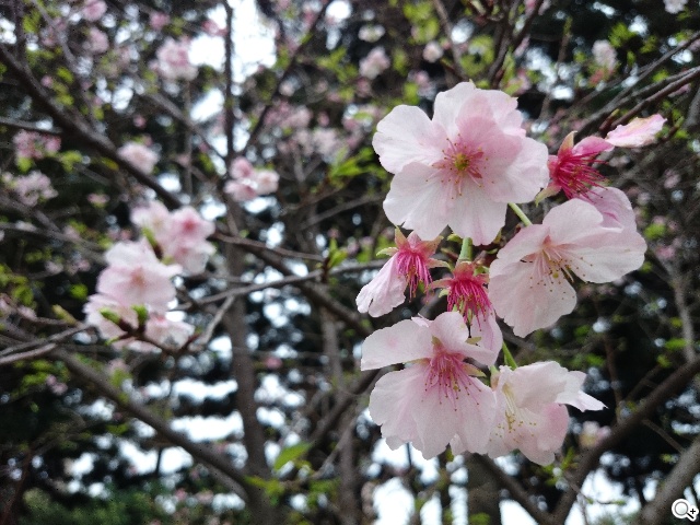 索尼Xperia Z1 Compact防水輕旗艦：G鏡頭攝錄功能