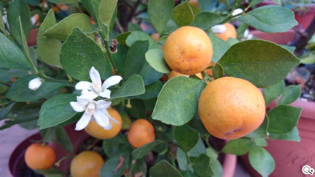 索尼Xperia Z1 Compact防水輕旗艦：G鏡頭攝錄功能