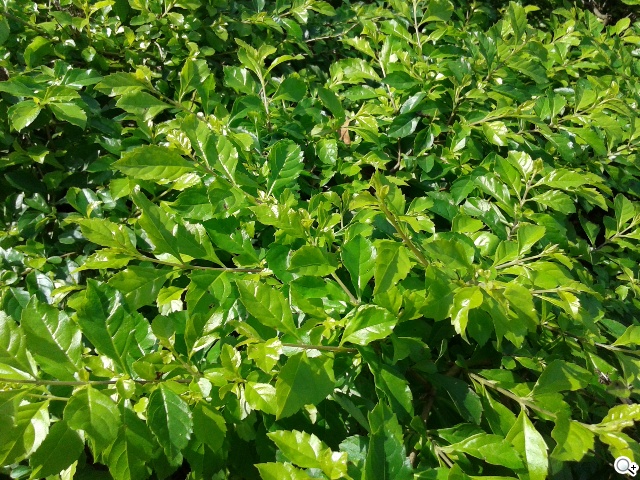 平價5吋 SAMSUNG GRAND Neo四核樂享機