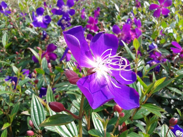 平價5吋 SAMSUNG GRAND Neo四核樂享機