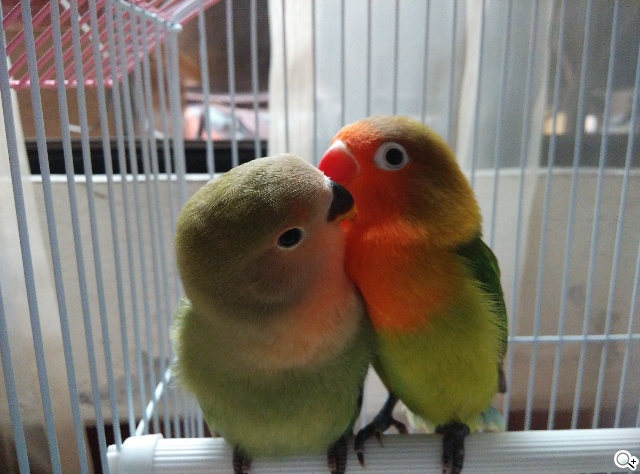 高性價比旗艦機!小米手機3台版實測 高性價比旗艦機!小米手機3台版實測