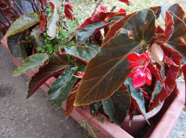 高性價比旗艦機!小米手機3台版實測 高性價比旗艦機!小米手機3台版實測