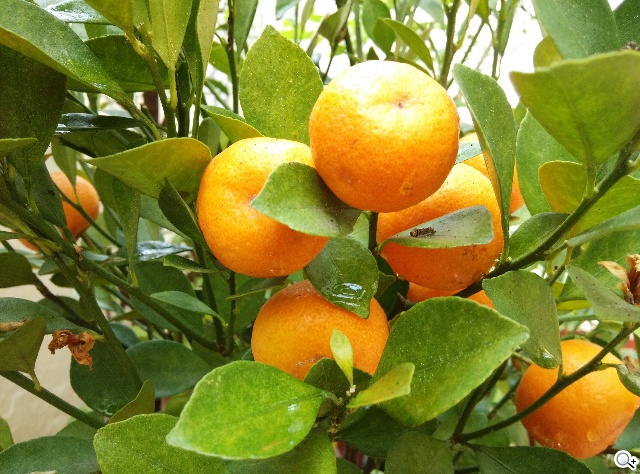 小米手機3、G-PLUS E7高CP值旗艦智慧機比拼