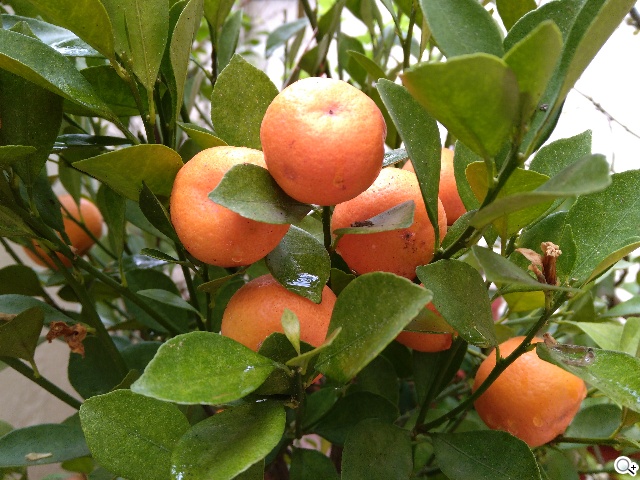 小米手機3、G-PLUS E7高CP值旗艦智慧機比拼