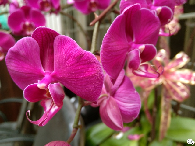 小米手機3、G-PLUS E7高CP值旗艦智慧機比拼